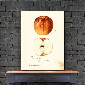 Moore Apple Print, Fruit Print, Kitchen Print Wal Art