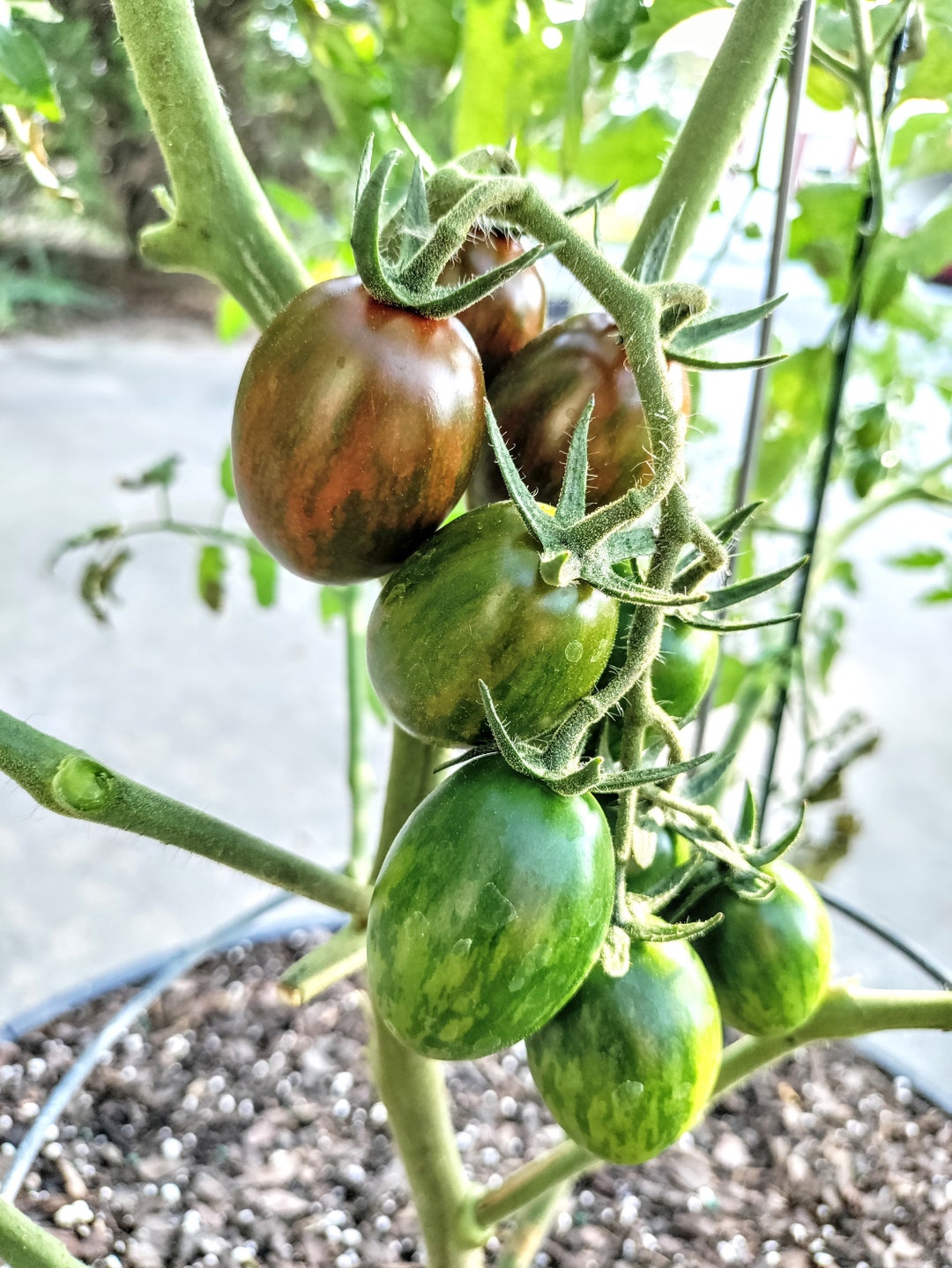 Bronze Torch Cherry Tomato Seeds NONGMO Organic. 20 Seed Etsy