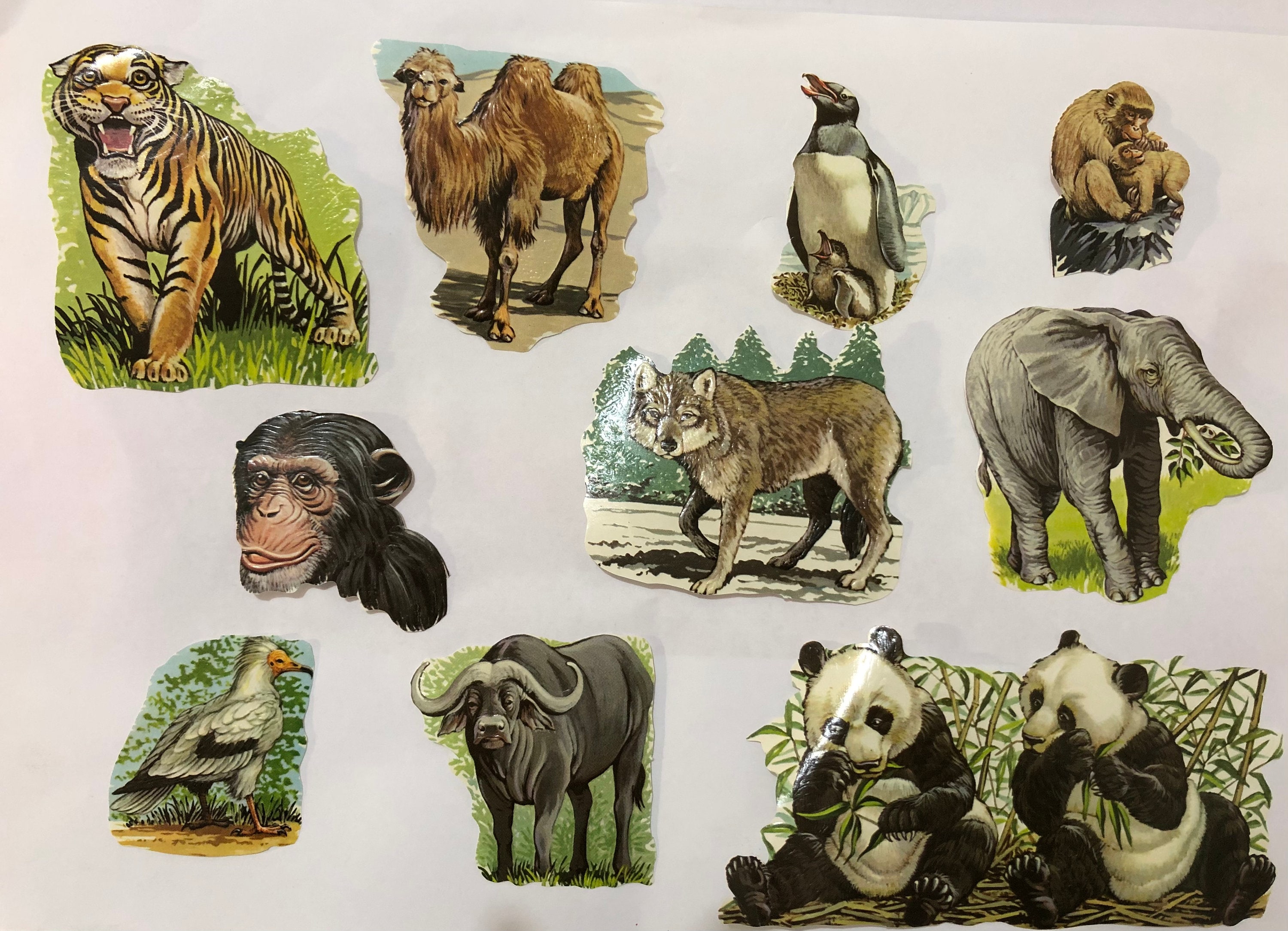 1950's Vintage Decals Wild Animals Decals Etsy