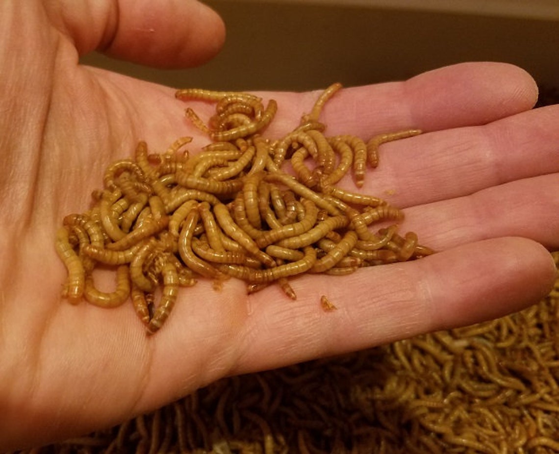 Premium Frass Mealworm Frass in a Pouch Perfect for Indoor Etsy UK
