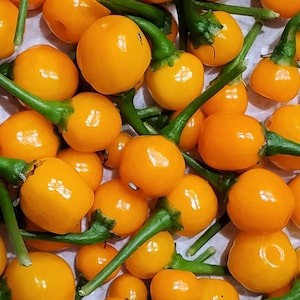 Aji Charapita Pepper Seeds: Rare Peruvian Chili, Fruity Flavor