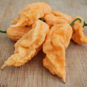 JPGS: Jay’s Peach Ghost Scorpion Pepper Seeds - Fiery, Rare Chili - Up to 1,000,000 SHU - Stunning Peach - Perfect for Hot Sauces and Salsas