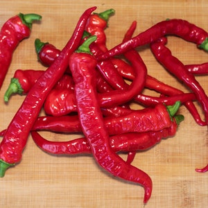 Maule’s Red-Hot Pepper Seeds: Fiery Chili, Compact Plants