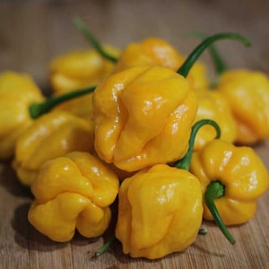 Scotch Bonnet Pepper Seeds - Caribbean Chili with Fruity Heat - 100,000-350,000 SHU - Compact Plants for Gardens & Containers