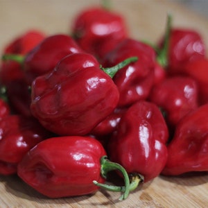 Red Habanero Pepper Seeds: Fiery Chili for Hot Sauces