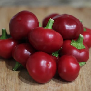 Calabrian Calabrese Pepper Seeds - Smoky Italian Chili - 5,000 SHU - Ideal for Stuffing and Cooking - Vibrant Garden Favorite