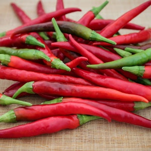 Yatsufusa Pepper Seeds: Fiery Japanese Heirloom Chili