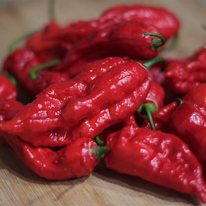 Ghost Pepper Seeds - Bhut Jolokia Chili - 855,000-1,041,427 SHU - World’s Hottest Pepper - Compact Plants for Extreme Heat Lovers