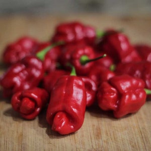 Trinidad Sweet Pepper Seeds - 15 seeds per pack