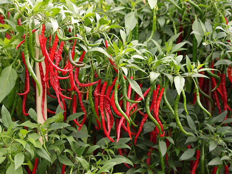 Gong Bao Pepper Seeds 15 Seeds per Pack Etsy