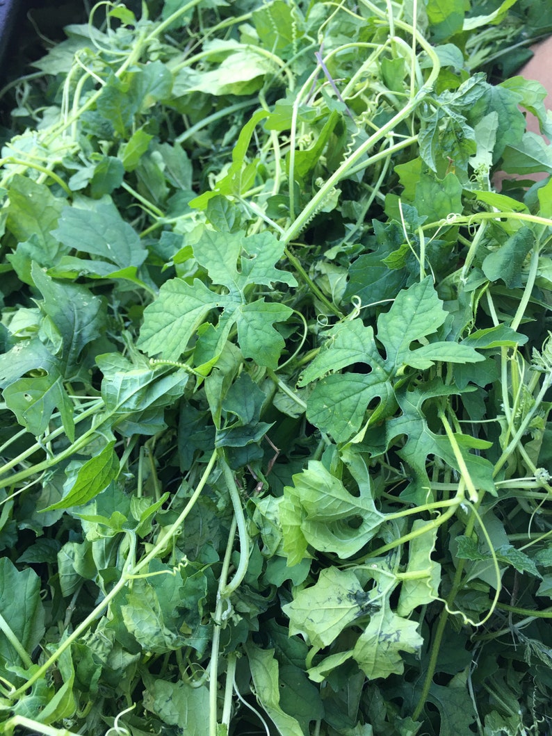 ASOSI Cerasee Soap Bar Etsy