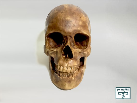頭蓋骨 - 実物大。手彫り。エジプトのミイラの頭蓋骨。茶色。人間の