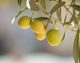 Raw soap, pour-over soap, olive oil, 1 kg (SLS-free). Natural plant base for high-quality handmade soaps.