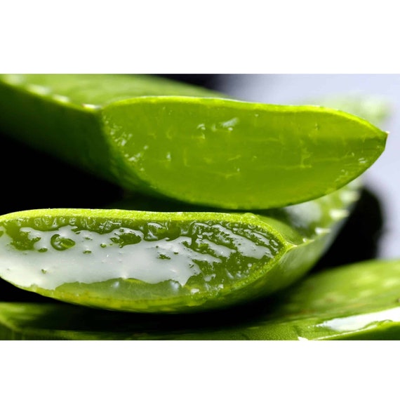 aloe vera blumentopf Kaufen Sie jetzt Zimmerpflanze 2x Aloe vera 'Clumb' inkl. Dekotopf