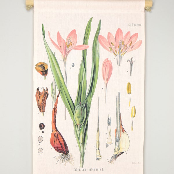 Vintage botanische Wandkarte Rollkarte Fleurs botanical Wall chart Poster Herbstzeitlose Krokus Blume