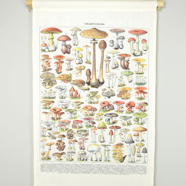 Vintage botanische Wandkarte Rollkarte Pilze botanical Wall chart Poster Champignons
