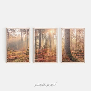 May include: A set of three framed prints depicting a misty woodland scene with tall trees and golden sunlight streaming through the branches. The forest floor is covered in fallen leaves and moss.
