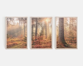 Può includere: Un set di tre stampe incorniciate che mostrano una scena di foresta nebbiosa con alberi alti e luce solare dorata che filtra attraverso i rami. Il pavimento della foresta è ricoperto di foglie cadute e muschio.
