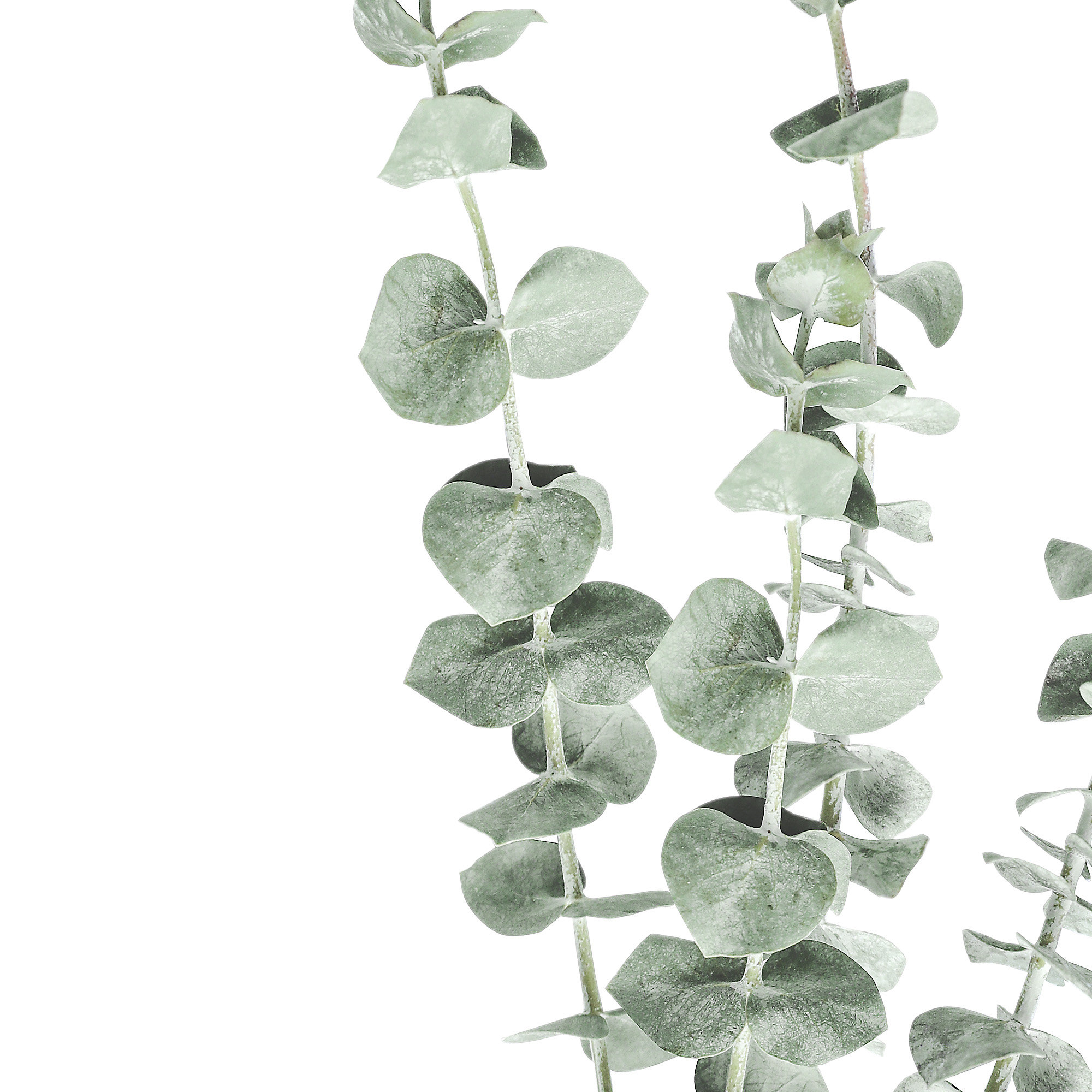 Eucalyptus Print Eucalyptus Printable Wall Art Botanical Etsy Eucalyptus Print Eucalyptus Printable Wall Art Botanical Etsy