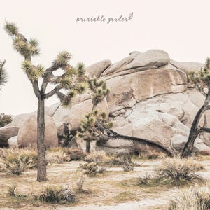 Nature Frame TV Art showing Joshua trees and sculptural boulders under soft sunlight. High-resolution 4K digital download optimized for The Frame TV by Printable Garden.