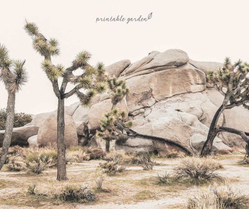 Nature Frame TV Art showing Joshua trees and sculptural boulders under soft sunlight. High-resolution 4K digital download optimized for The Frame TV by Printable Garden.
