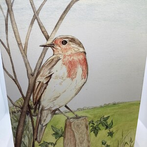 CARTÃO DE SAUDAÇÕES A5 ~ "Springtime Robin" ~ em branco para qualquer ocasião ~ pela artista Angela Hodgson