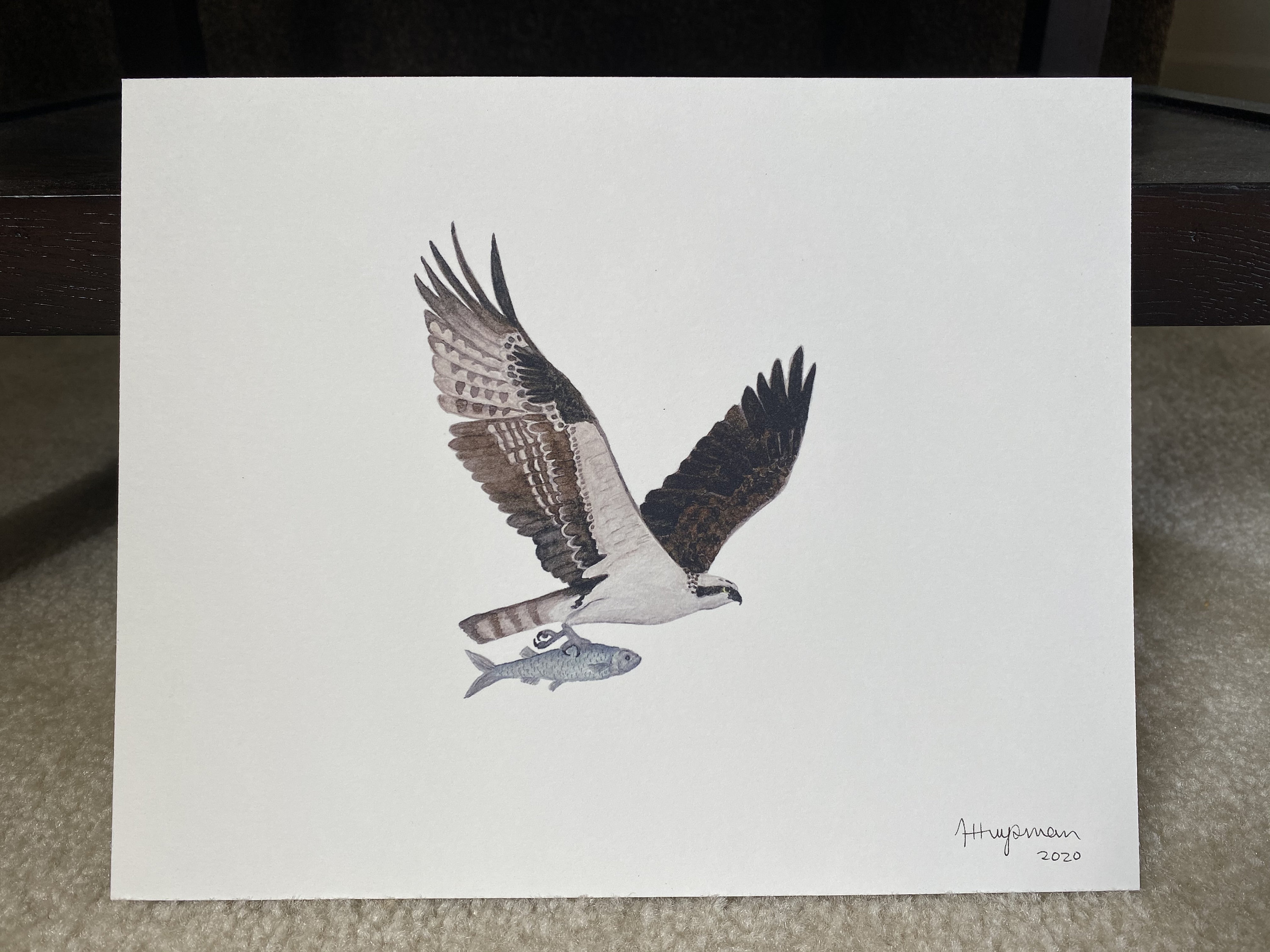 Osprey Watercolor Print | Etsy