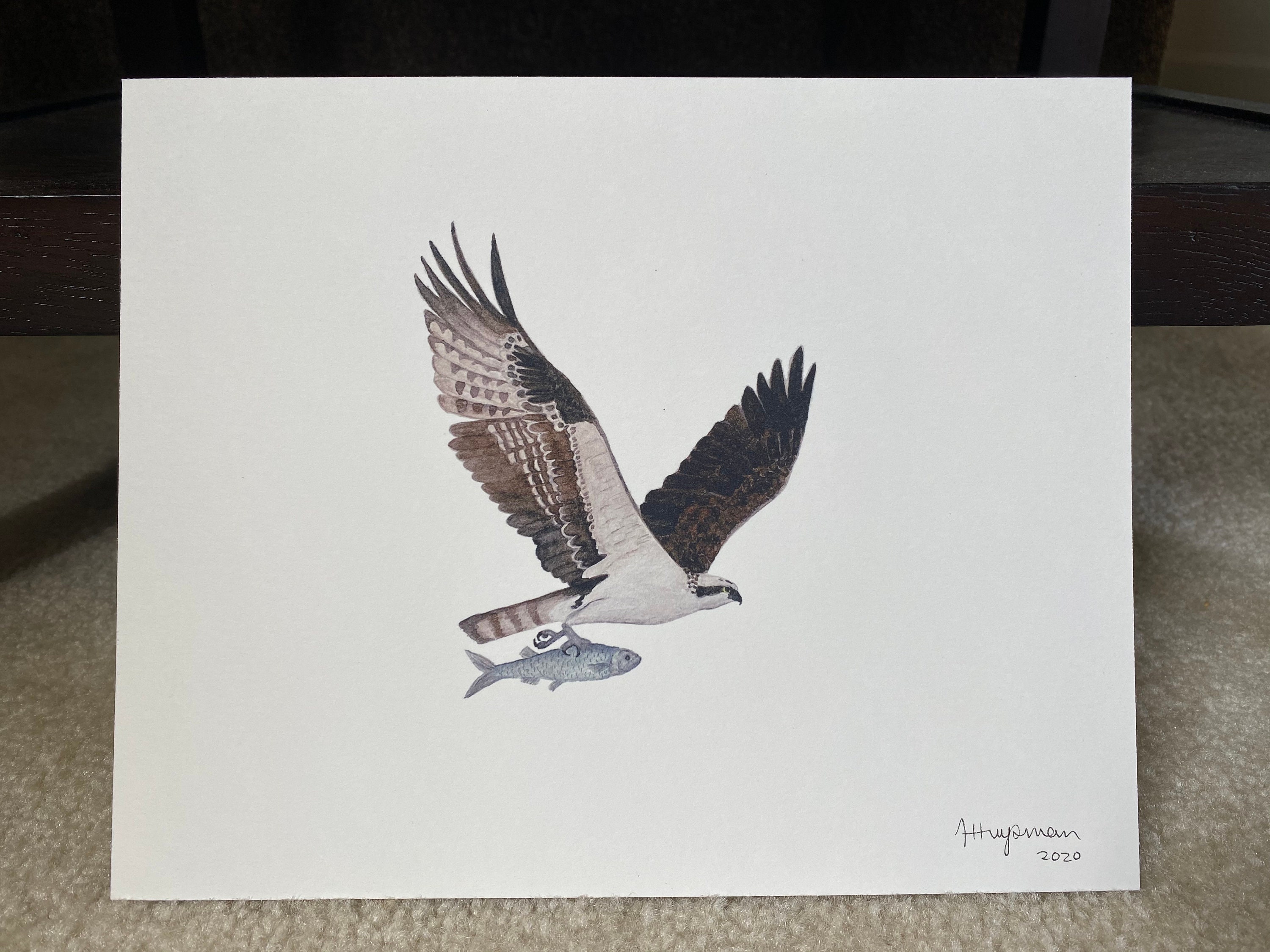 Osprey Watercolor Print | Etsy