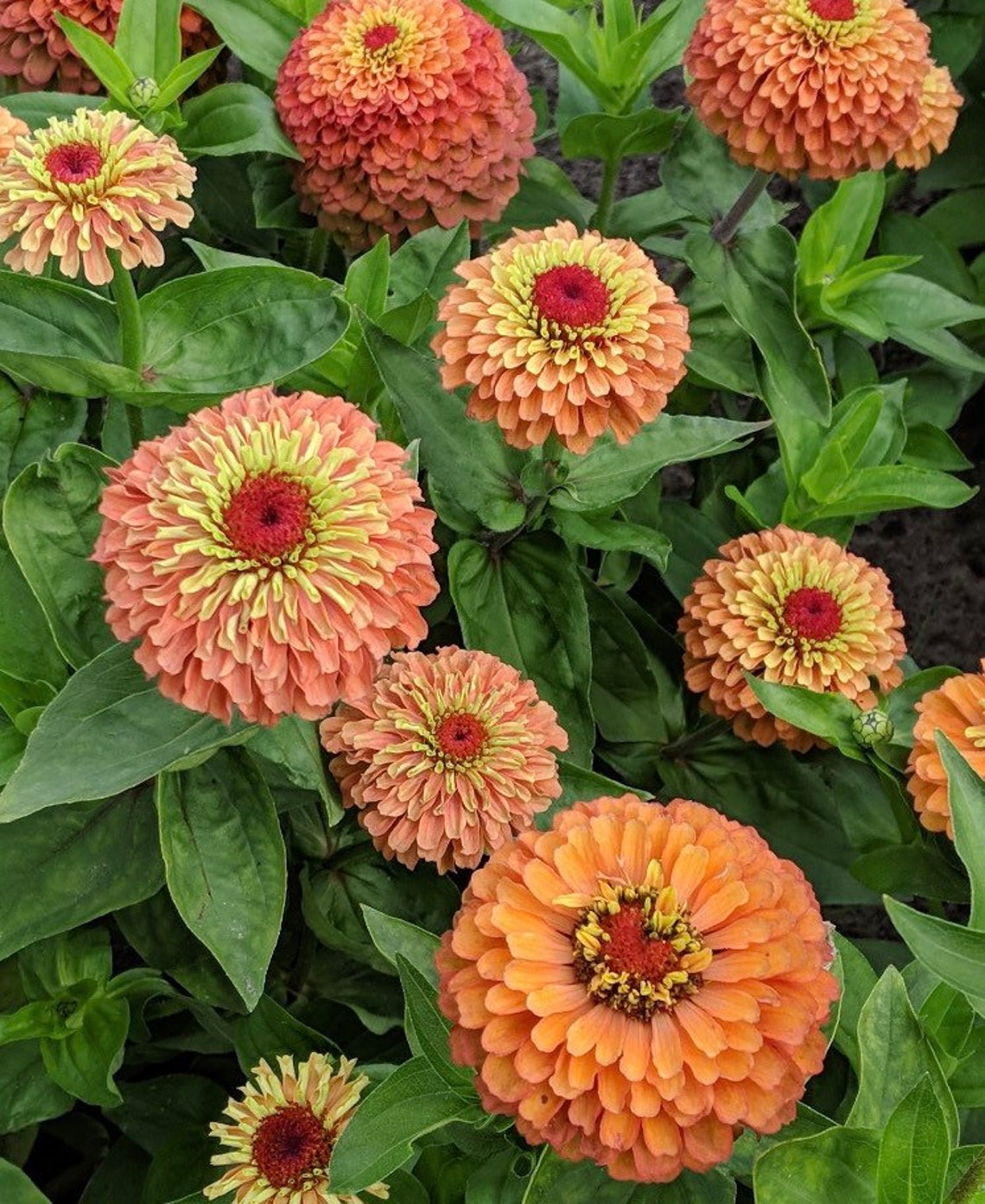 Queen Lime Orange Zinnia Seeds Etsy