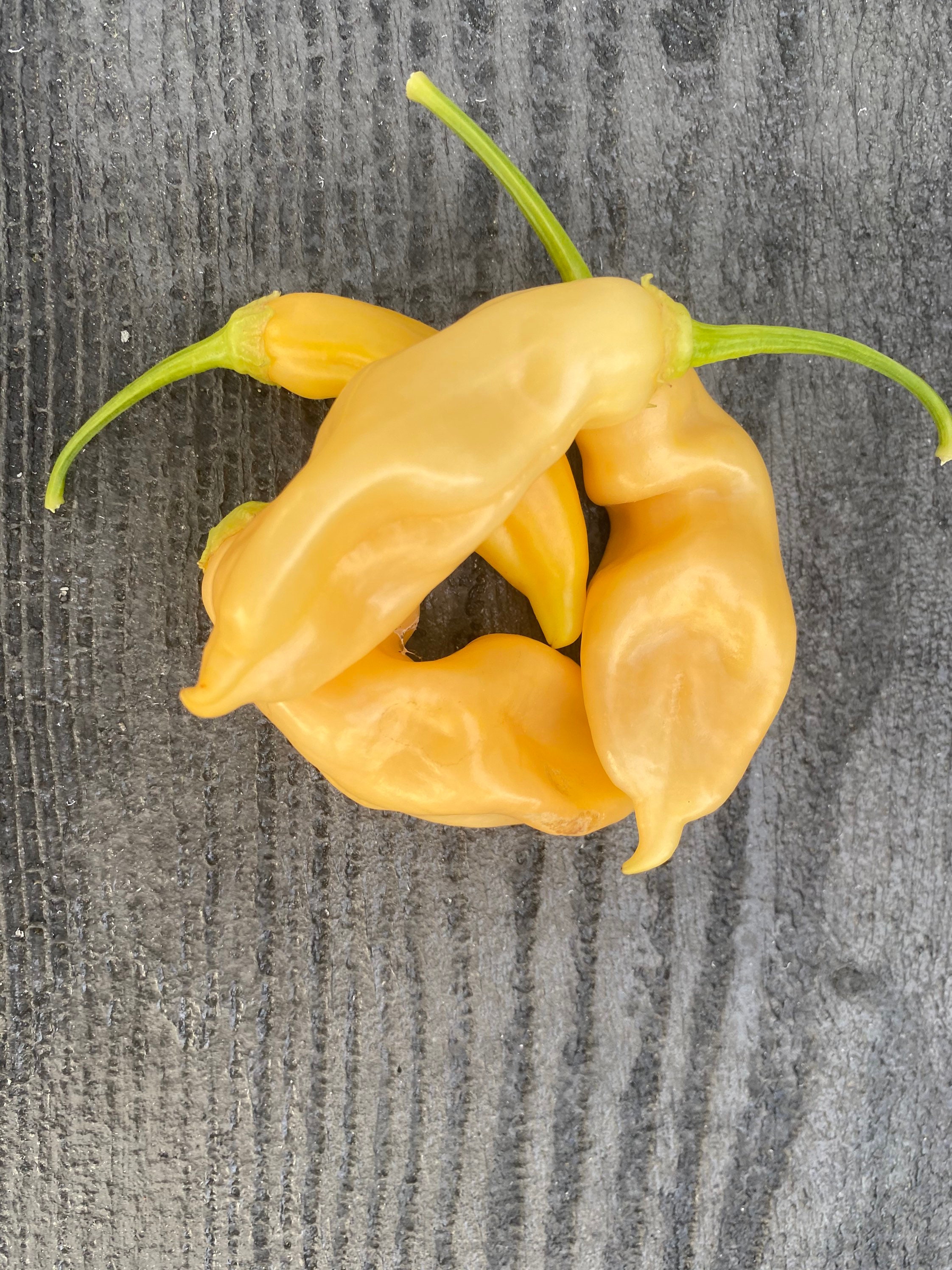 Sugar Rush Peach Pepper Seeds - Etsy