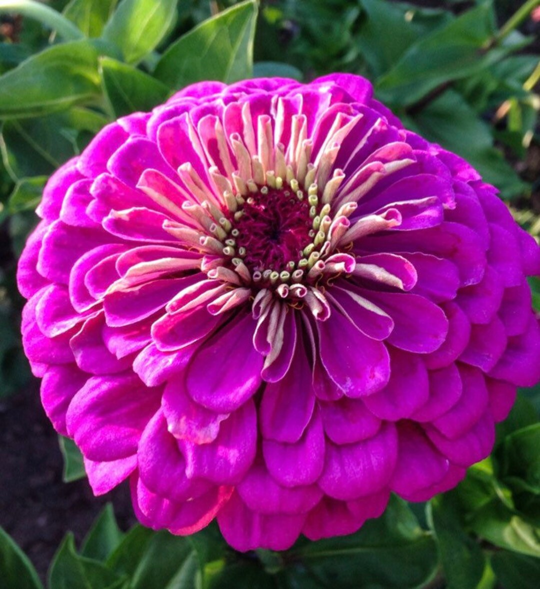 Violet Queen Zinnia Seeds Etsy