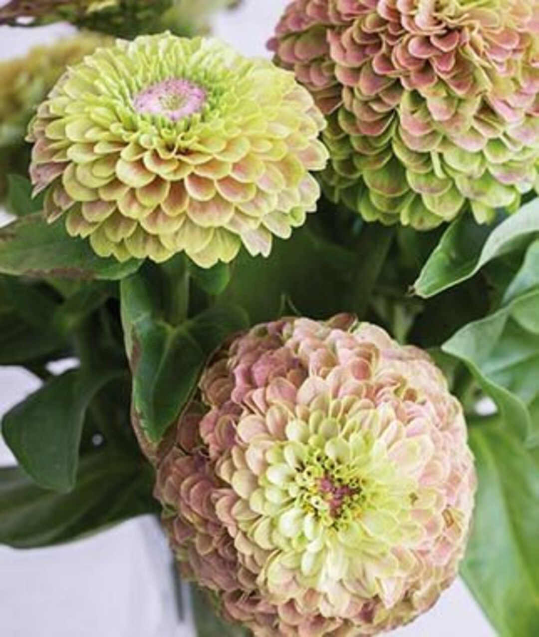 Queen Lime With Blush Zinnia Seeds Etsy