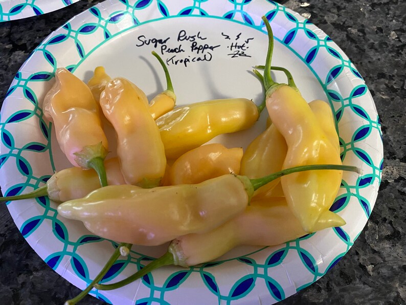 Sugar Rush Peach Pepper Seeds – Sweet & Spicy, 10 Seeds (2022 Harvest)