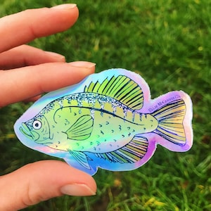 Holographic Vinyl Crappie Sticker - Ellie McGinnis Co.