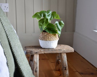 House Plant in Seagrass Pot| Artificial| Pot with Handles | White Beige Natural | Planter | Greenery Kitchen | Modern | Boho | Country Home