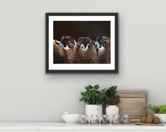 Blackface Ram Print, Perth sheep, rams, acrylic painting, fine art, Blackfaces, horns, mature Charlotte Smyth Art