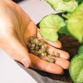Organic Water Holding Wool Pellet Fertilizer