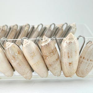 May include: A collection of cone-shaped seashells, cream and tan in color, are suspended from silver metal hooks. The shells are arranged in a row, with the hooks attached to a clear plastic base. The shells have a natural, textured appearance.
