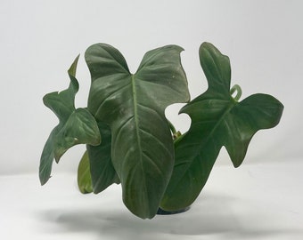 Philodendron Bipennifolium