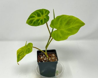 Philodendron Verrucosum