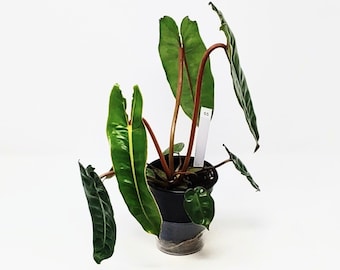 Philodendron Billietiae