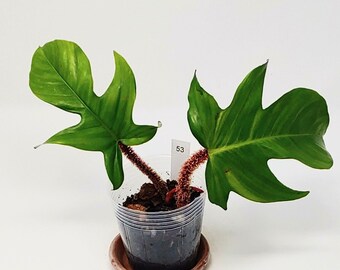 Philodendron Squamiferum Starter