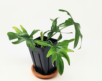 Philodendron Pedatum
