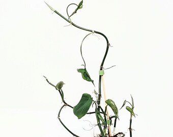 Philodendron Camposportoanum