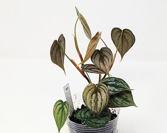 Philodendron Brandtianum