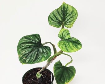 Philodendron Plowmanii