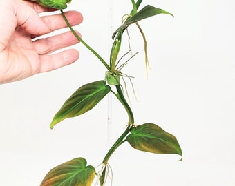 Philodendron Camposportoanum