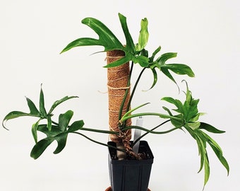 Philodendron Pedatum
