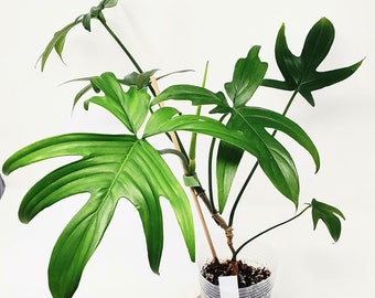 Philodendron Pedatum