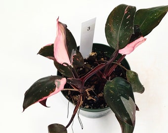 Philodendron Pink Princess